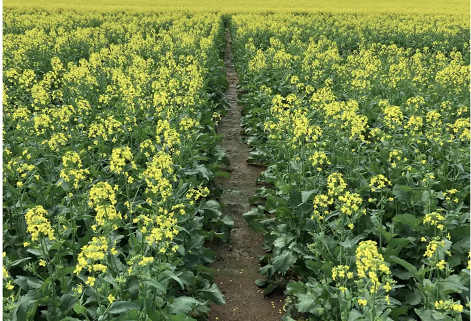 Canola